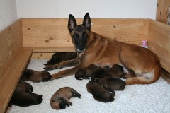 Tatoo und ihre Babies 1 Woche